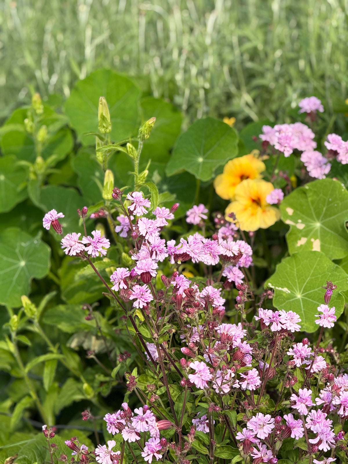 Silene pendula Sibella Lilac | Nodding Catchfly therapyofflowers.com