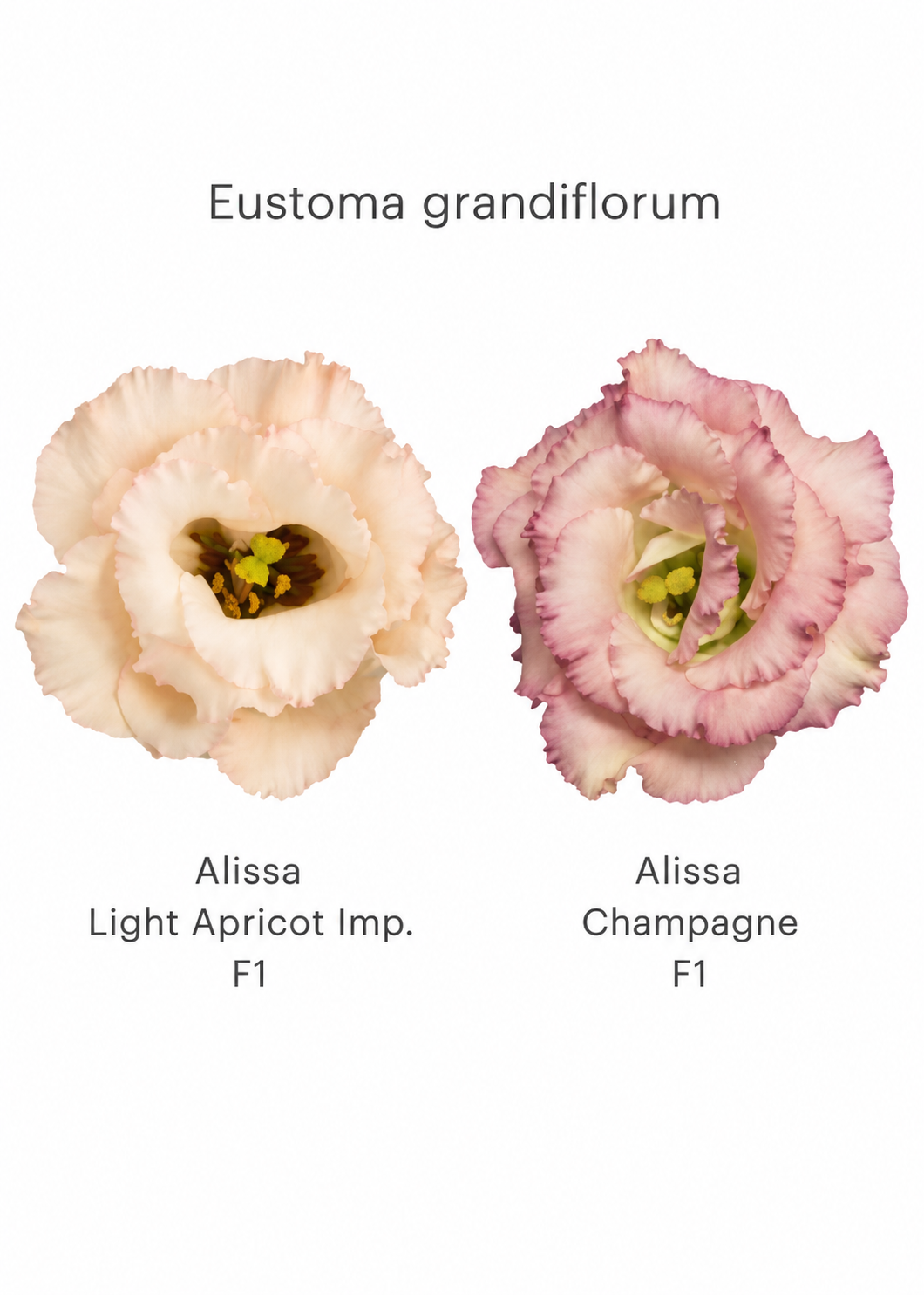 Liziante Alissa Champagne F1 | Eustoma grandiflorum | Group 2