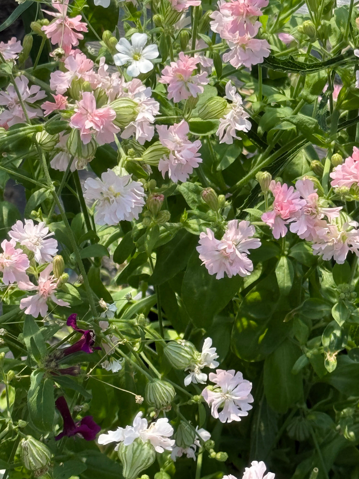 Silene pendula Sibella Pink | Nodding Catchfly therapyofflowers.com