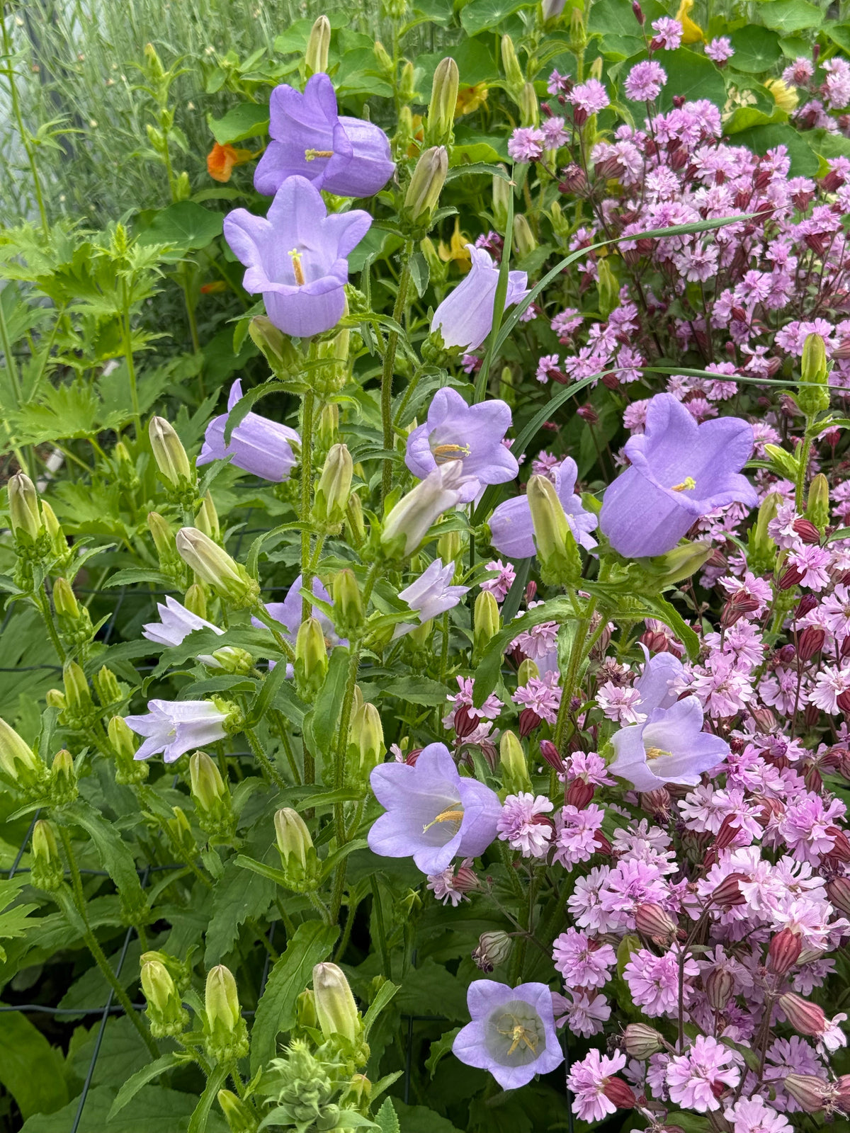 Campanula Medium Champion Lavender | Pelleted therapyofflowers.com