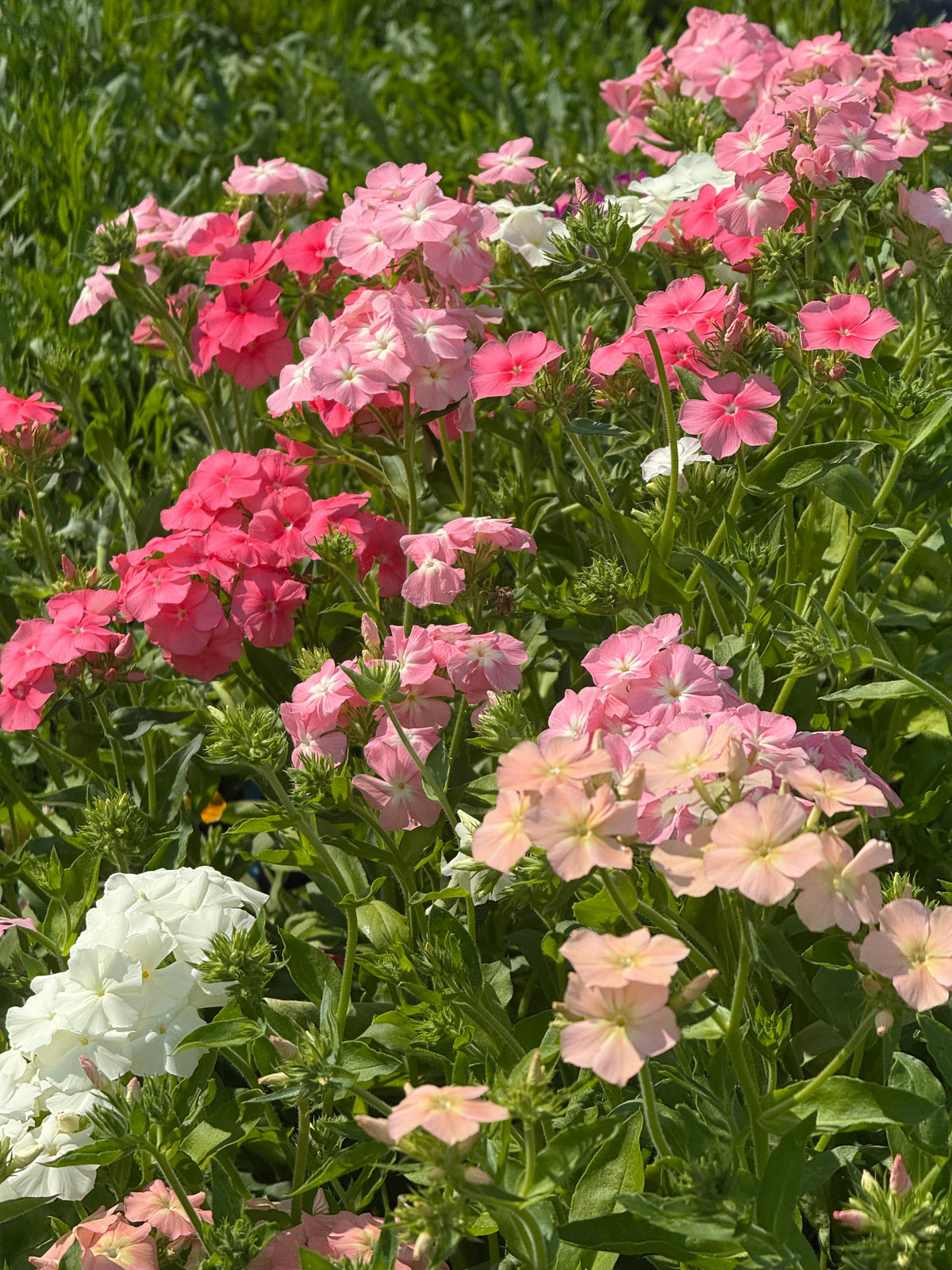 Phlox Drummondii Phlox of Sheep Pastel mix | Annual Phlox therapyofflowers.com