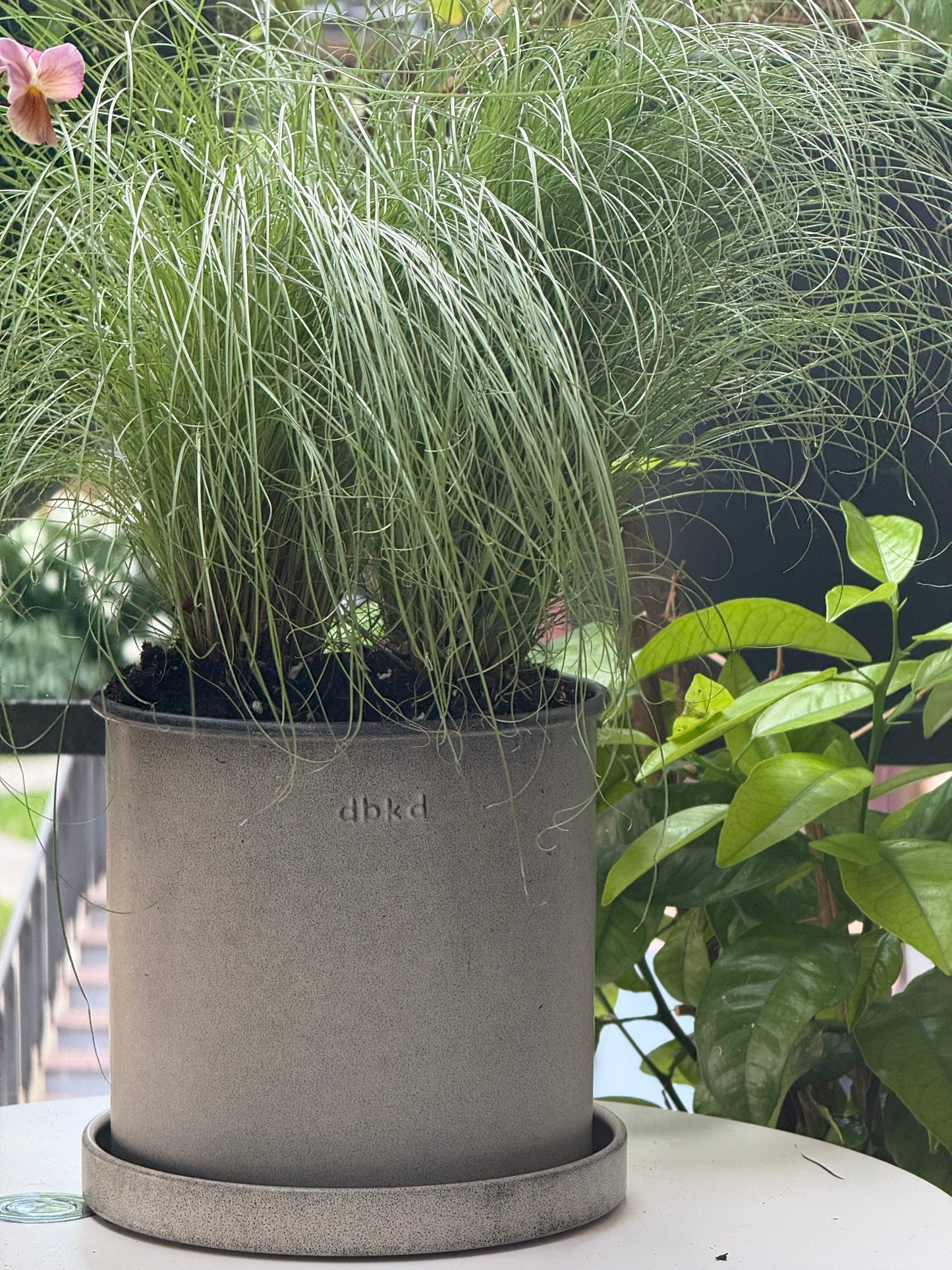Carex comans Amazon Mist | New Zealand Hairy Sedge | Pelleted therapyofflowers.com