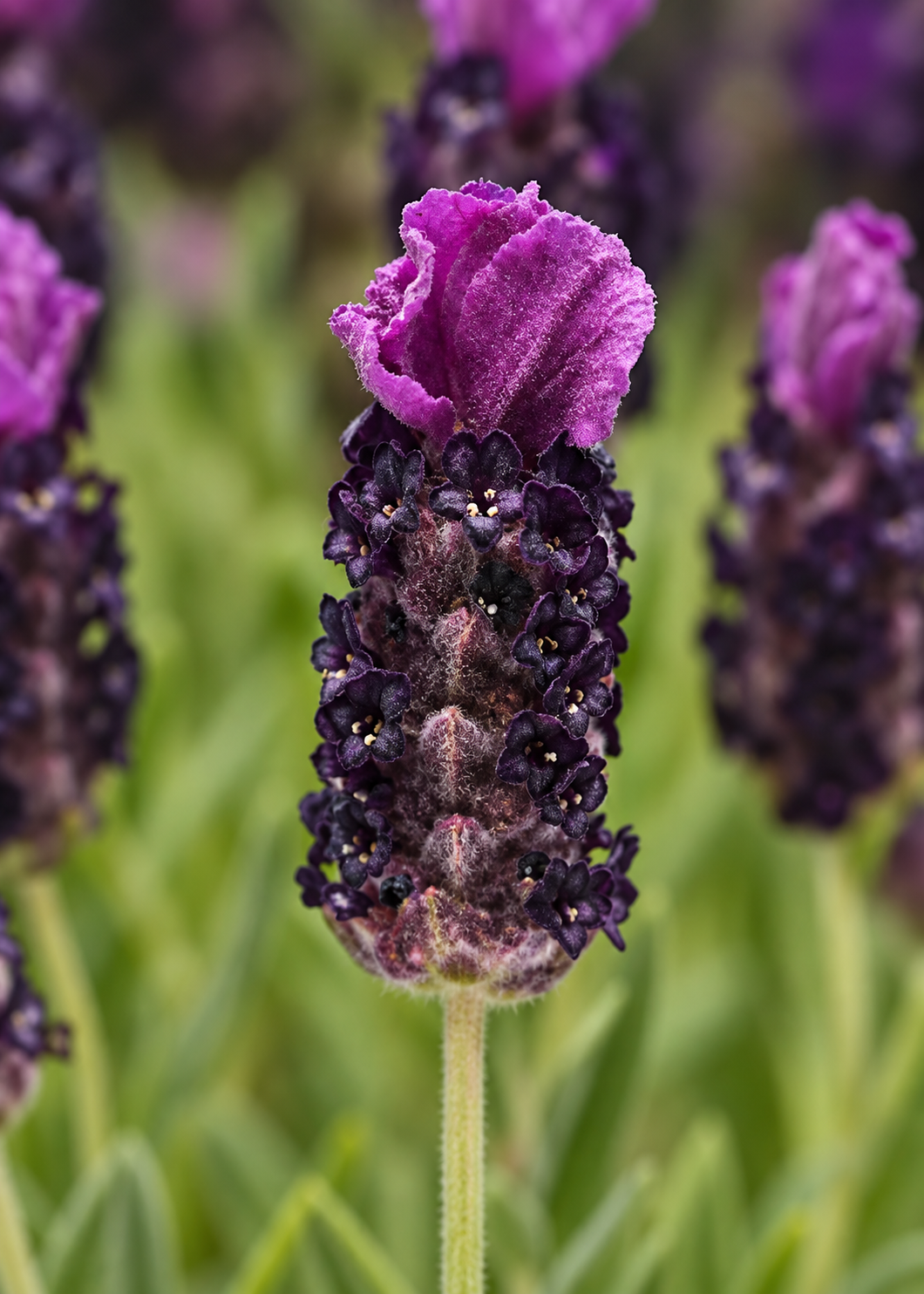 Stohādu lavanda Bandera Deep Purple | Lavandula stoechas | Kupls augs