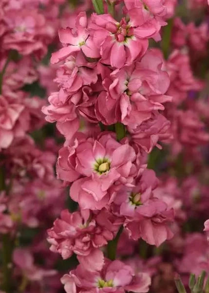 Matthiola incana Katz Antique Rose | Stock therapyofflowers.com
