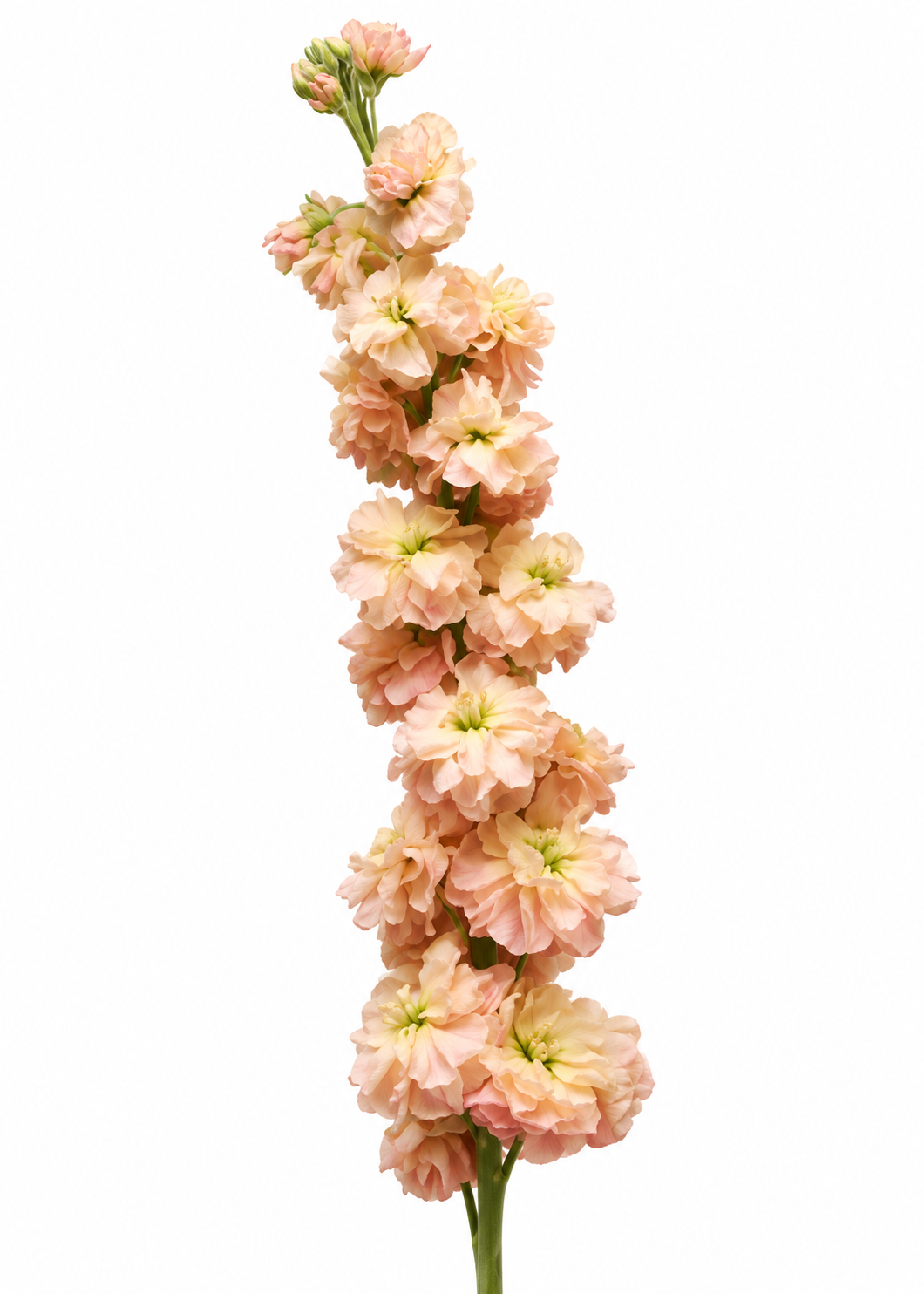 Lefkojas Katz Apricot | Matthiola incana