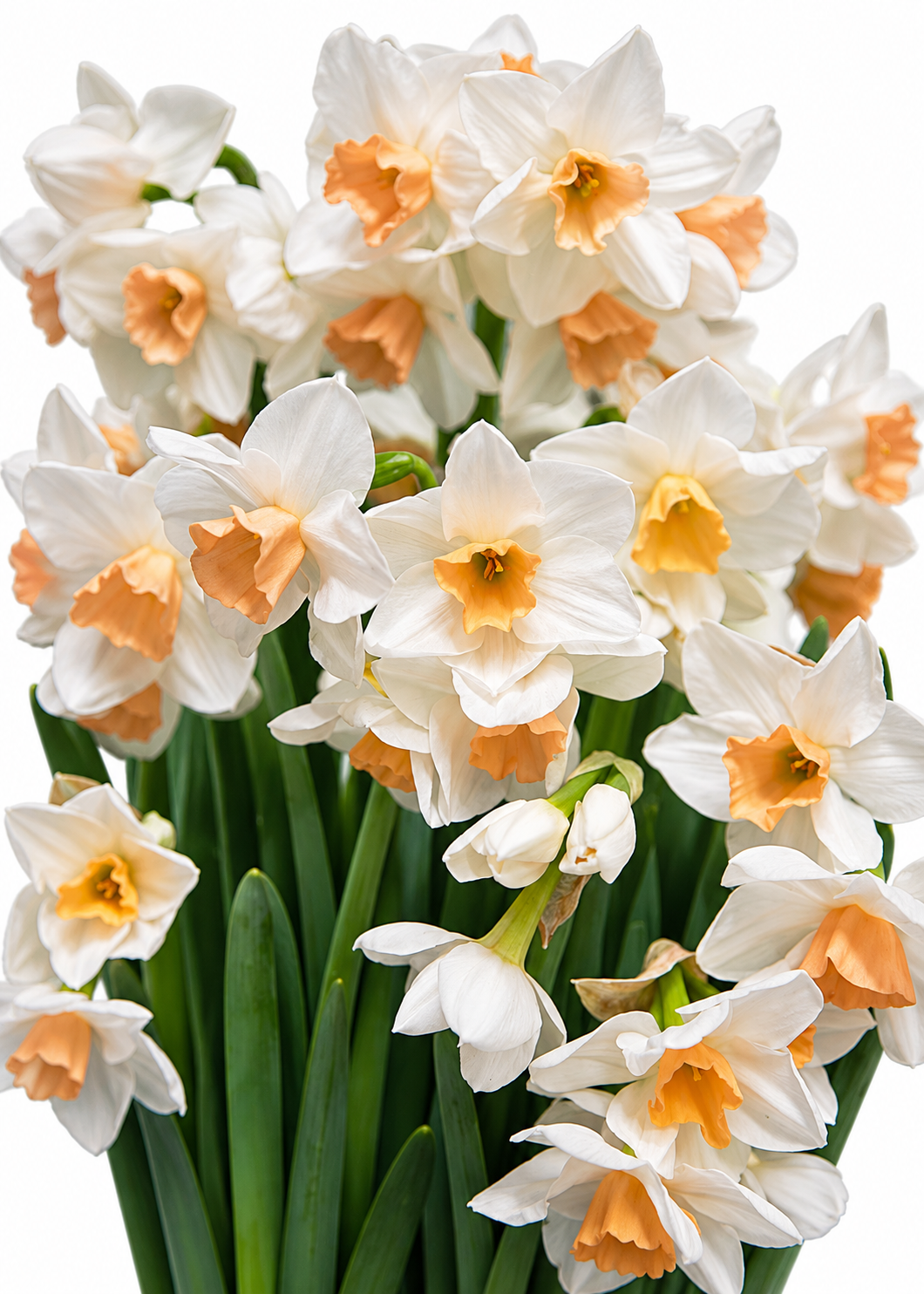 Narcissus Kapiti Peach | Narcissus tazetta | Cut flower therapyofflowers.com