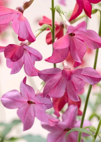 Nicotiana x sanderae Sirius Pink F1