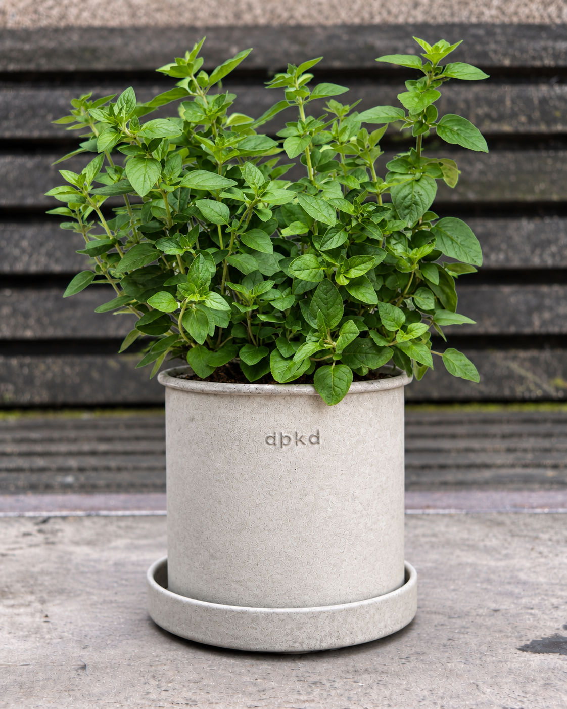 Parastā raudene SimplyHerbs™ Oregano | Origanum vulgare | Daudzsēklu granulas