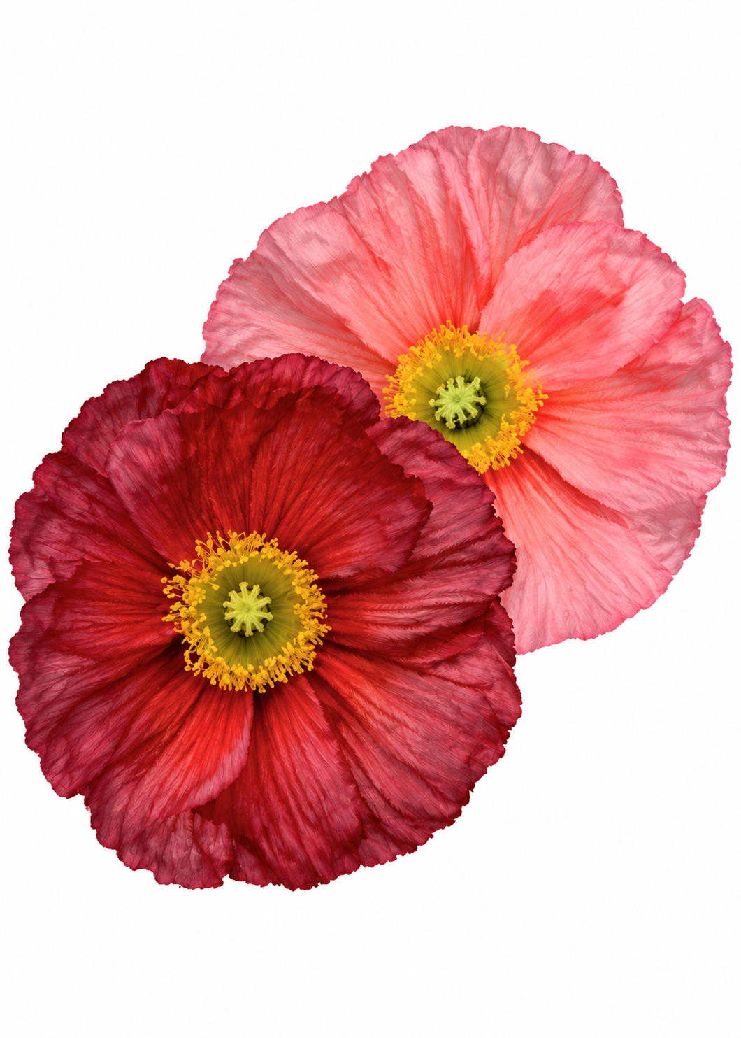 Papaver nudicaule Colibrì® CICLAMINO | Iceland Poppy therapyofflowers.com