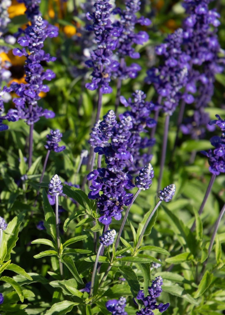 Salvia farinacea Victoria Blue | Mealy Sage therapyofflowers.com
