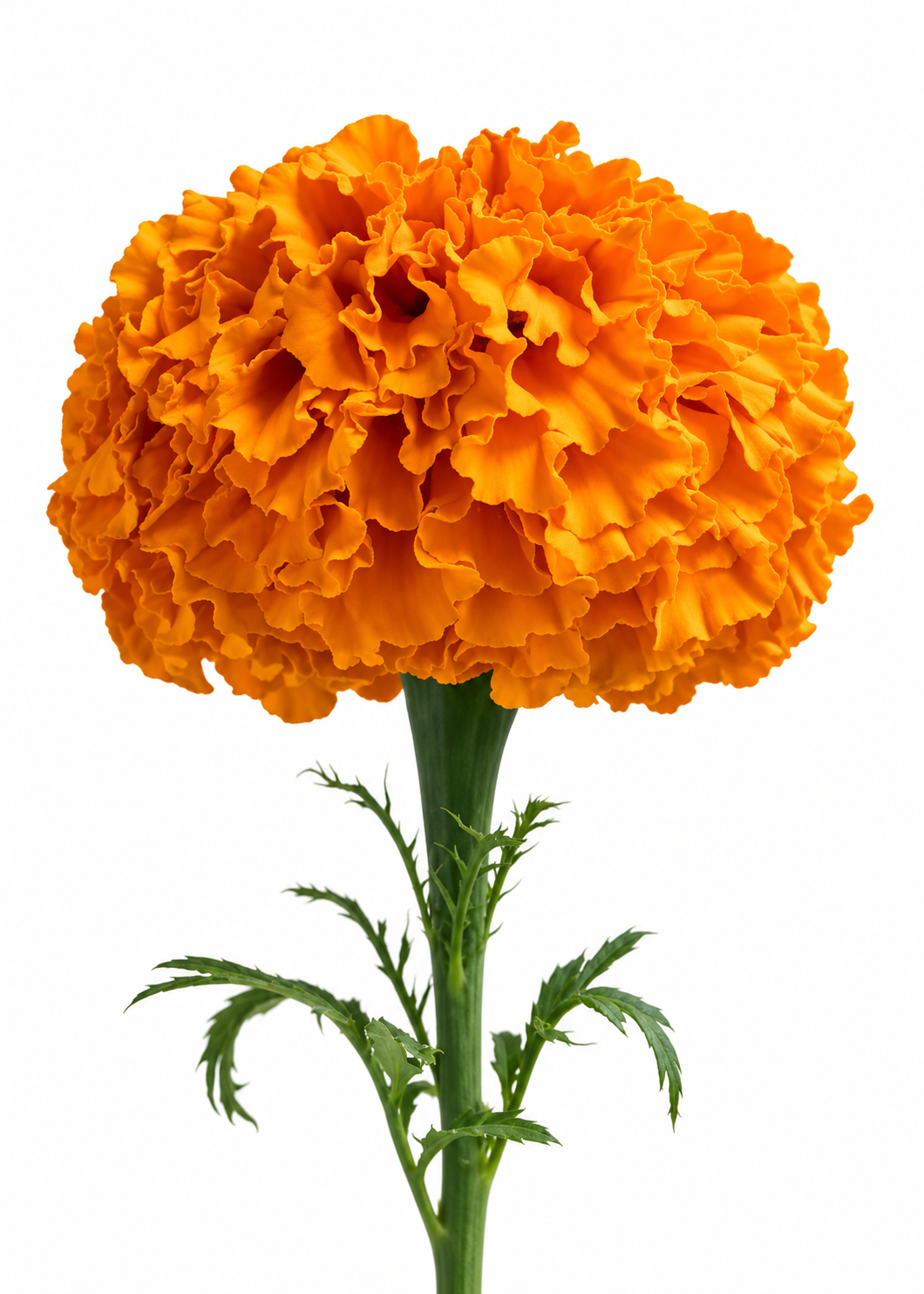 Augstā samtene Xochi™ Orange F1 | Tagetes erecta | Grieztajiem ziediem
