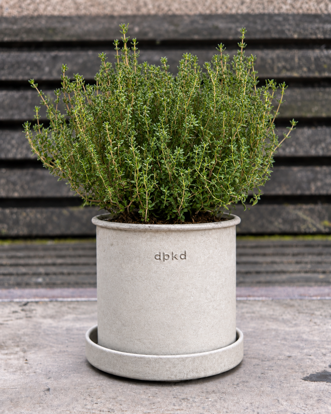 Parastais timiāns SimplyHerbs™ | Thymus vulgaris | Daudzsēklu granulas