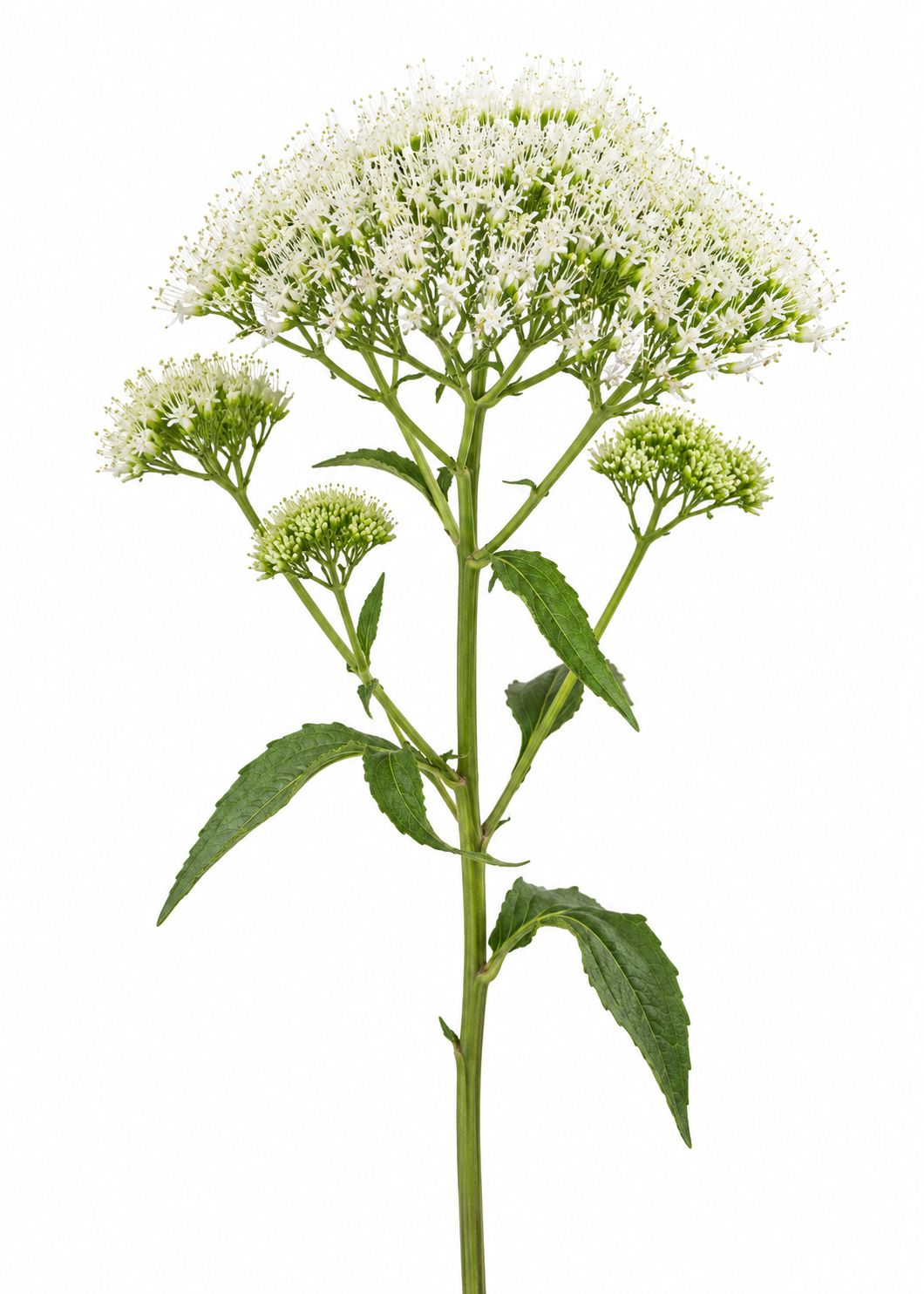 Zilā trahēlija Supreme Early White | Trachelium caeruleum