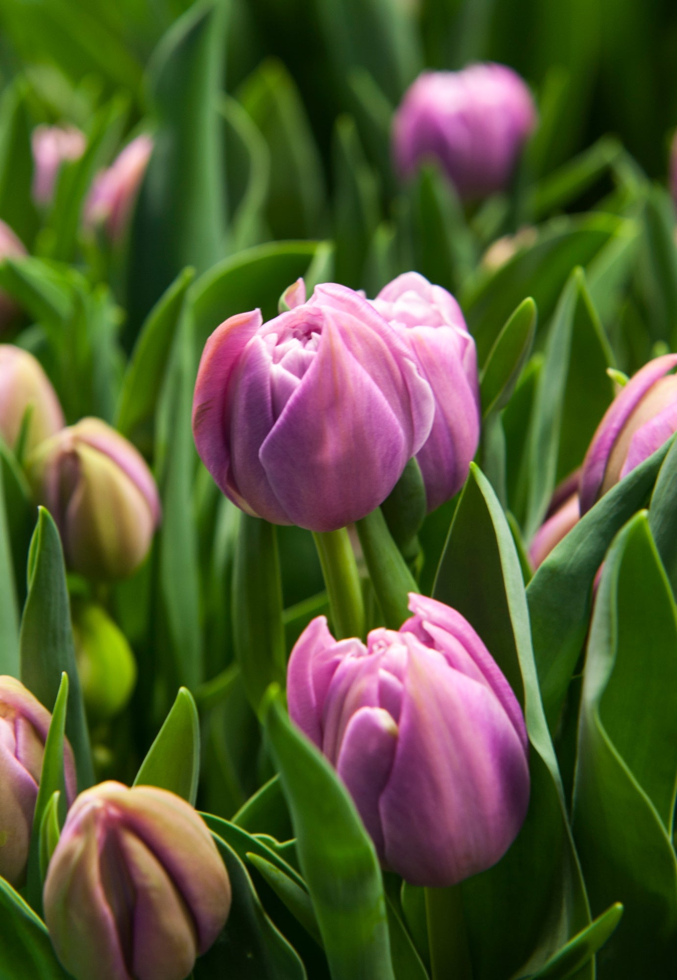 Tulip Katinka | Double Late Tulip therapyofflowers.com