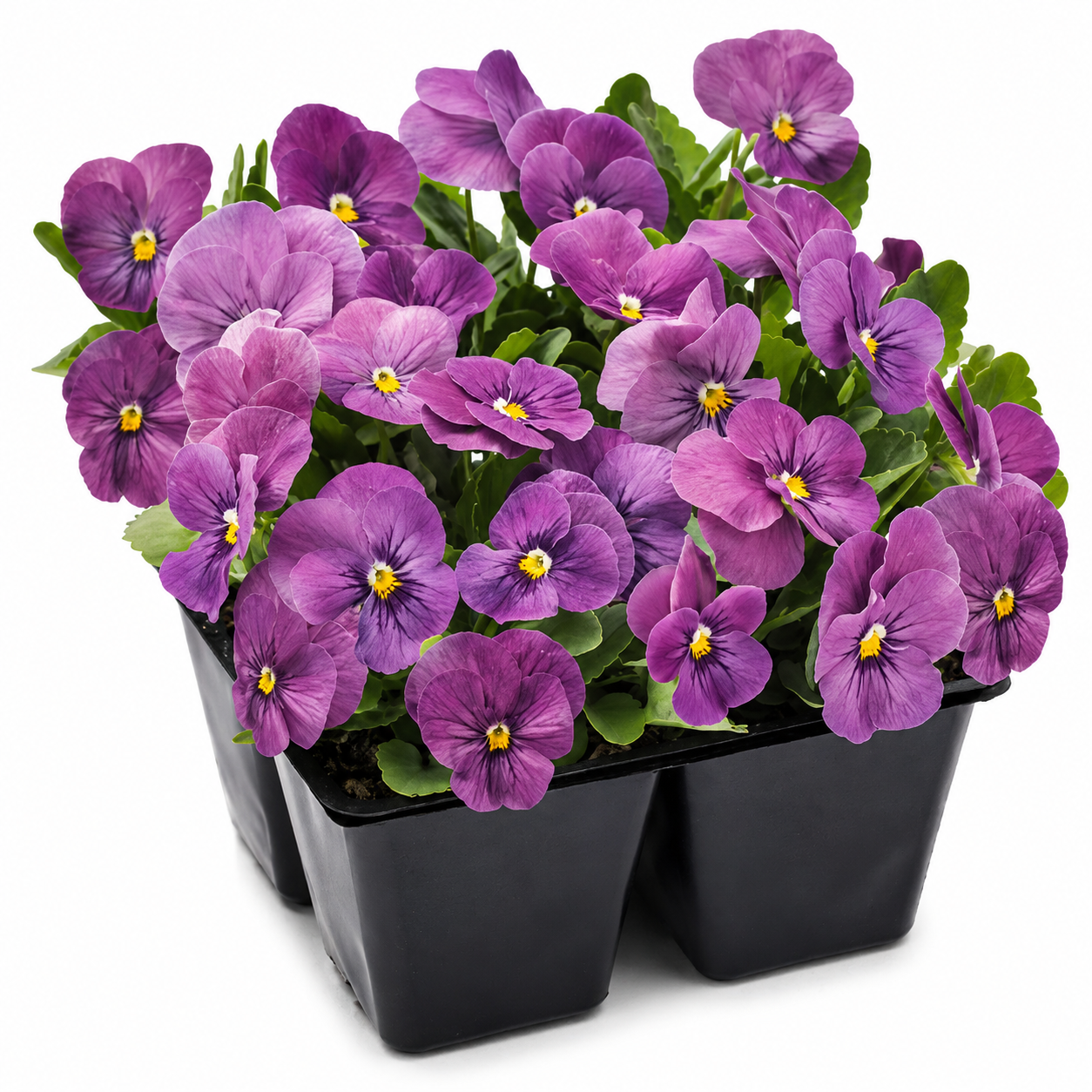 Viola cornuta Viola cornuta Admire® Orchid F1 | Horned Pansy therapyofflowers.com