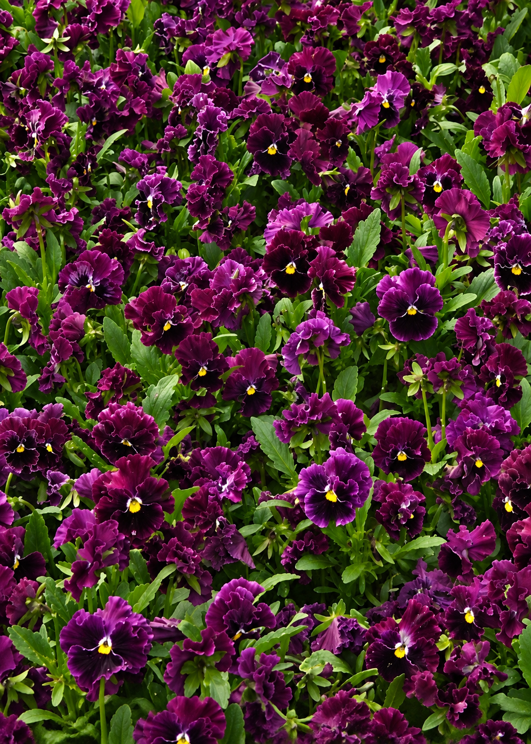 Atraitnīte Frizzle Sizzle™ Burgundy | Viola x wittrockiana
