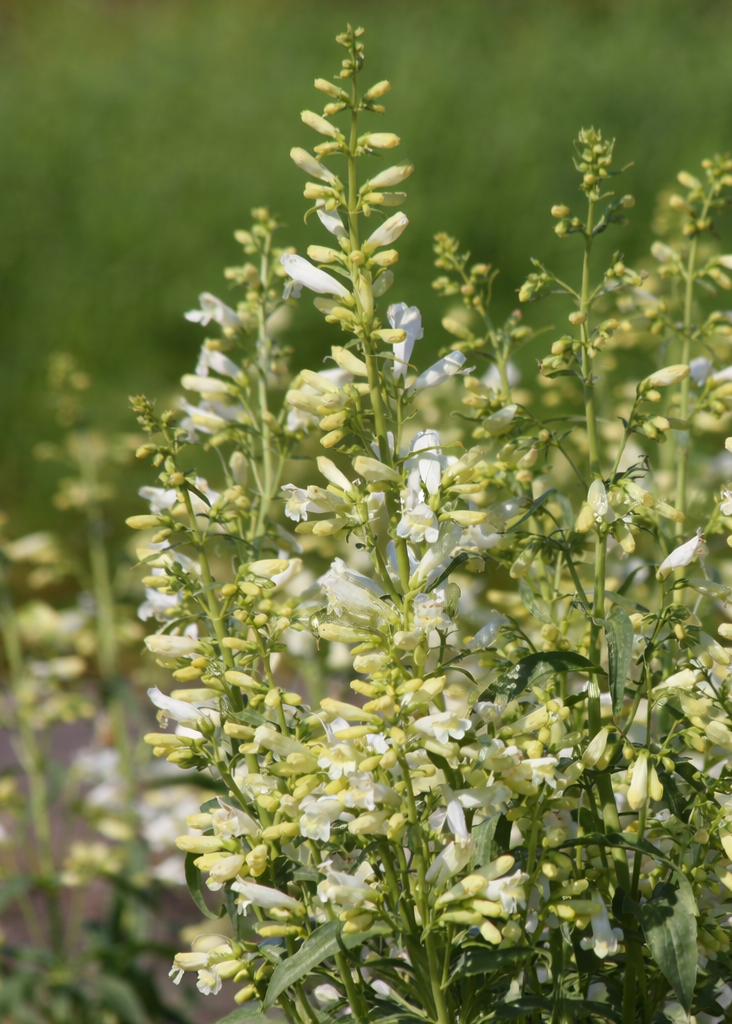 Penstemon barbatus Twizzle White | Beard-Tongue therapyofflowers.com