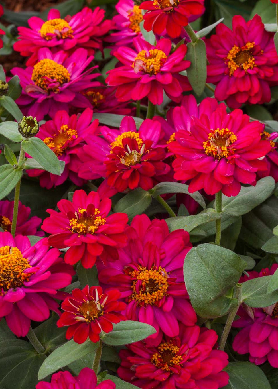 Hibrīdā cinnija Profusion Double Hot Cherry | Zinnia hybrida
