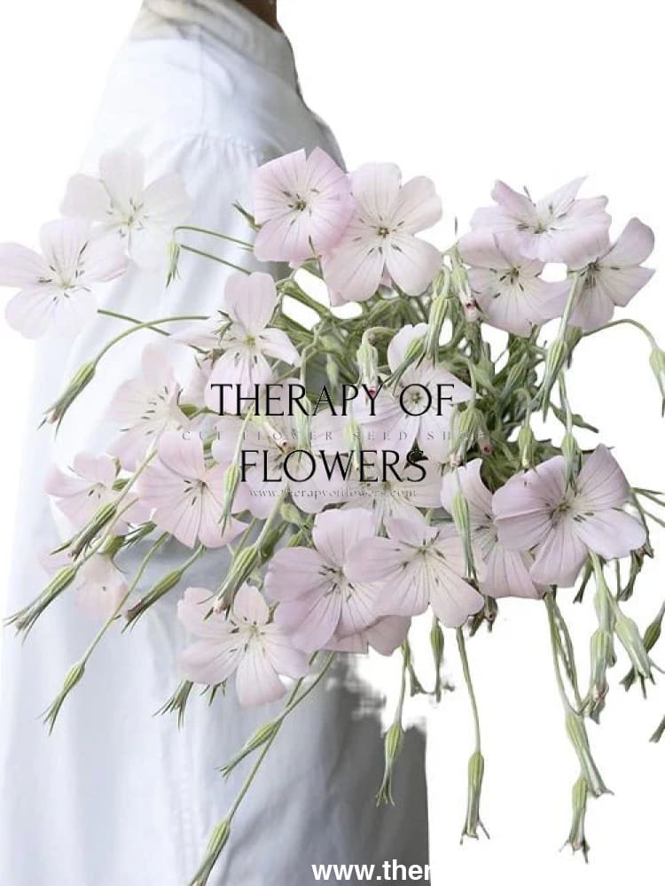 Agrostemma githago Light rose - therapyofflowers.comseeds