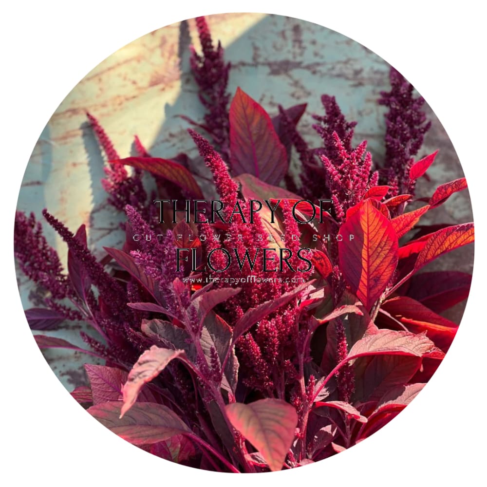 Amaranthus cruentus Velvet Curtains therapyofflowers.com