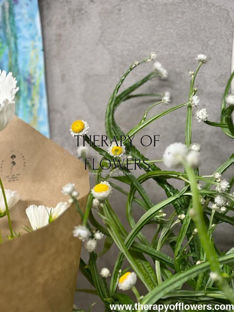 Ammobium alatum Grandiflorum | Winged Everlasting - therapyofflowers.comseeds