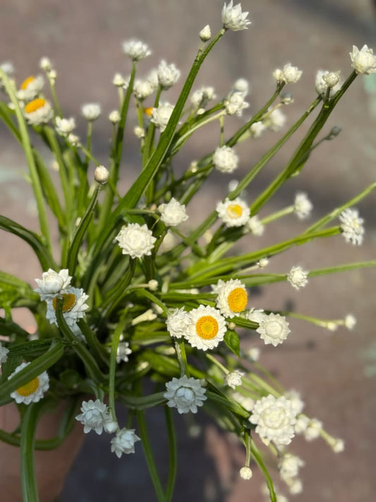 Ammobium alatum Grandiflorum | Everlasting Sandflower therapyofflowers.com