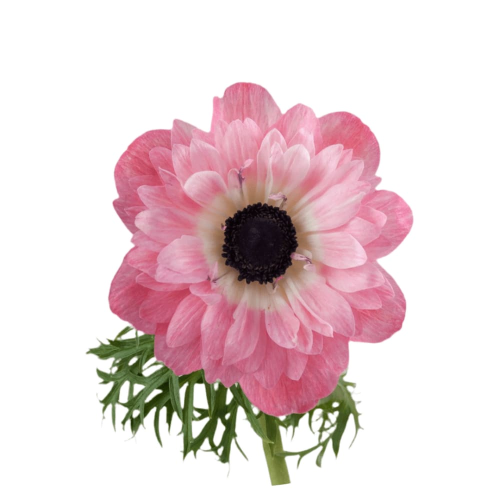 Anemone Levante® ROSA - Corms
