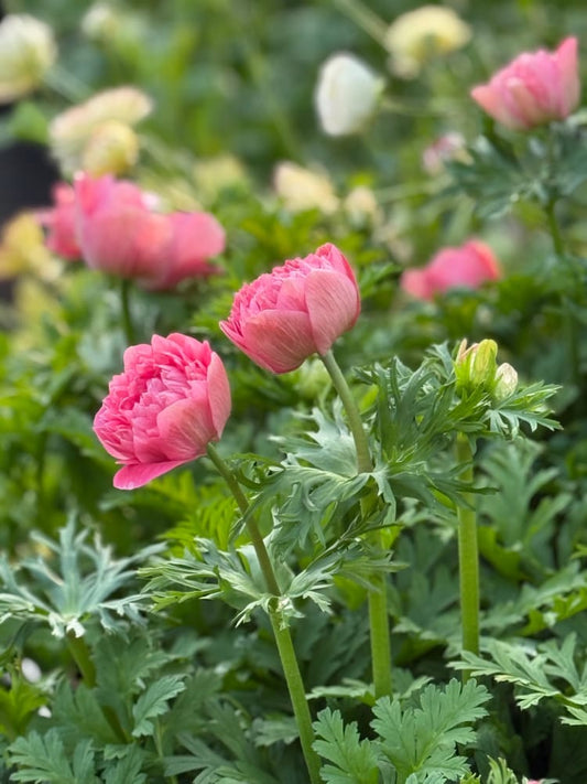 Anemone Levante® ROSA | Italian Anemone therapyofflowers.com