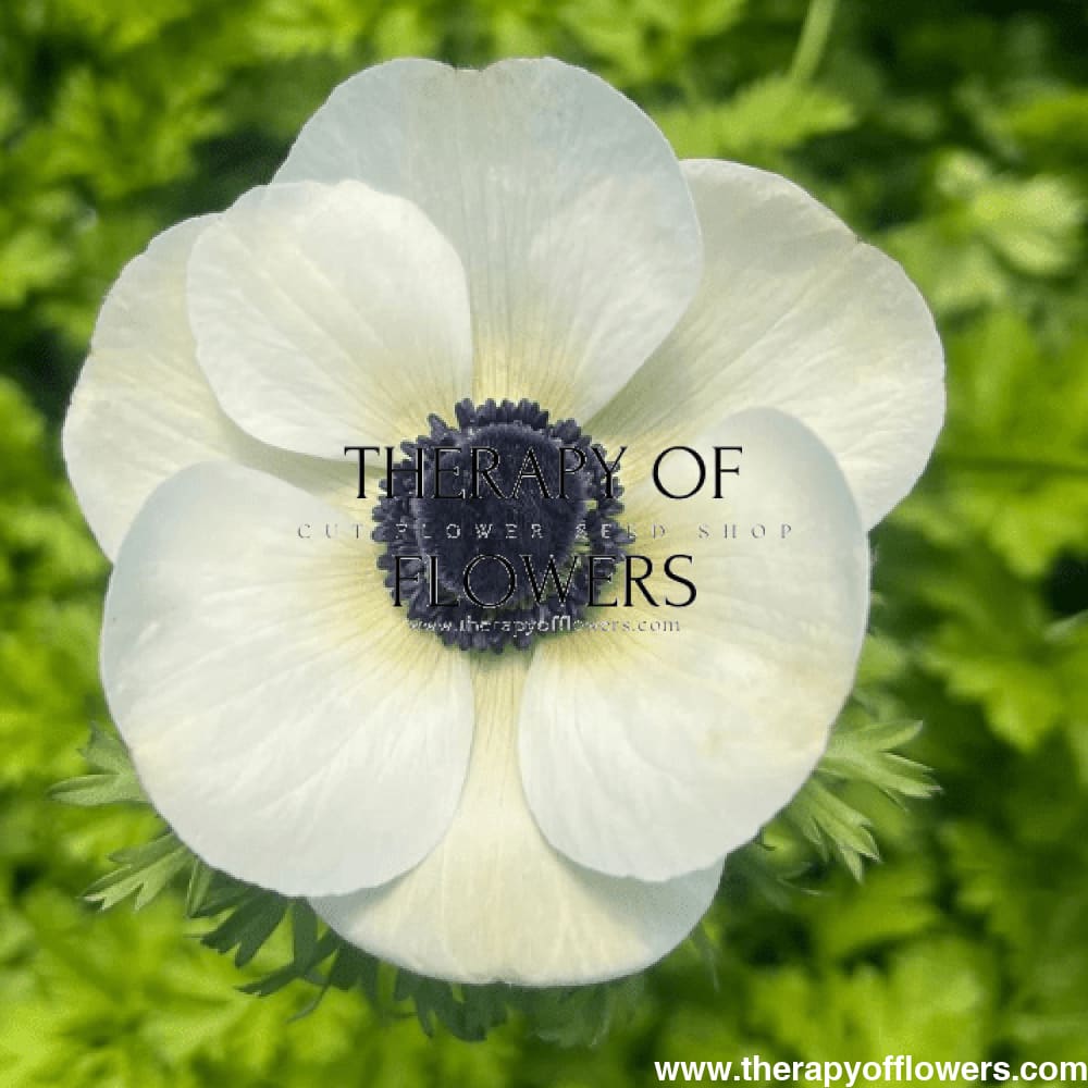 Anemone Mistral Plus® PANDA - therapyofflowers.comCorms