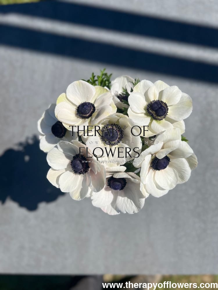 Anemone Mistral Plus® PANDA - therapyofflowers.comCorms
