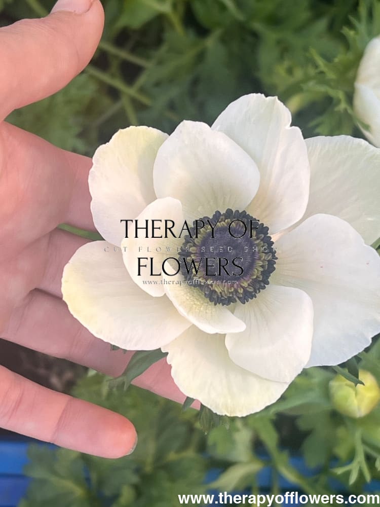 Anemone Mistral Plus® PANDA - therapyofflowers.comCorms