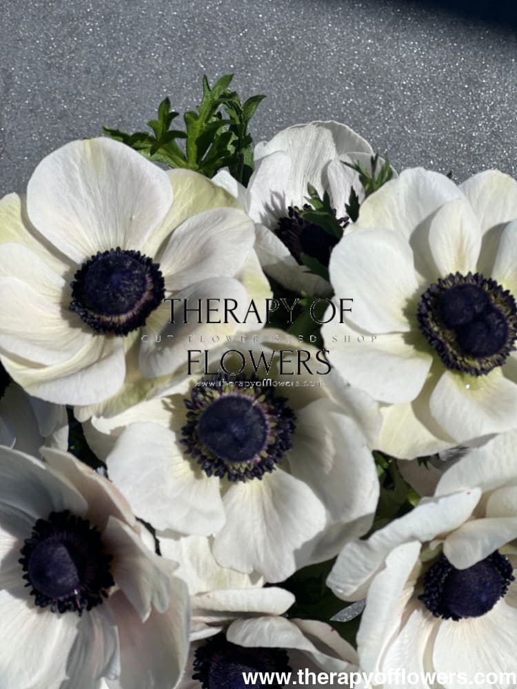 Anemone Mistral Plus® PANDA - therapyofflowers.comCorms
