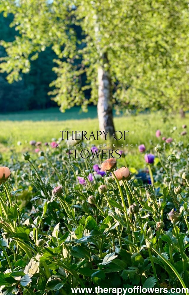 Anemone Mistral Plus® PANDA - therapyofflowers.comCorms