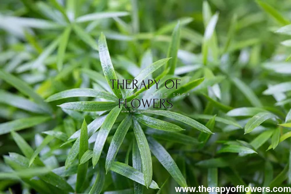 Asparagus densiflorus Cwebe | Emerald Fern | Cut foliage | Houseplant - 10 Seeds - Seeds