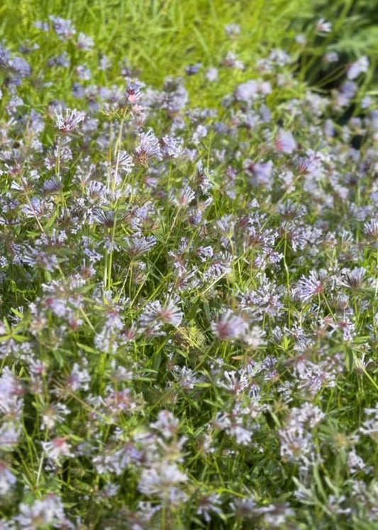 Asperula azurea | Blue woodruff therapyofflowers.com
