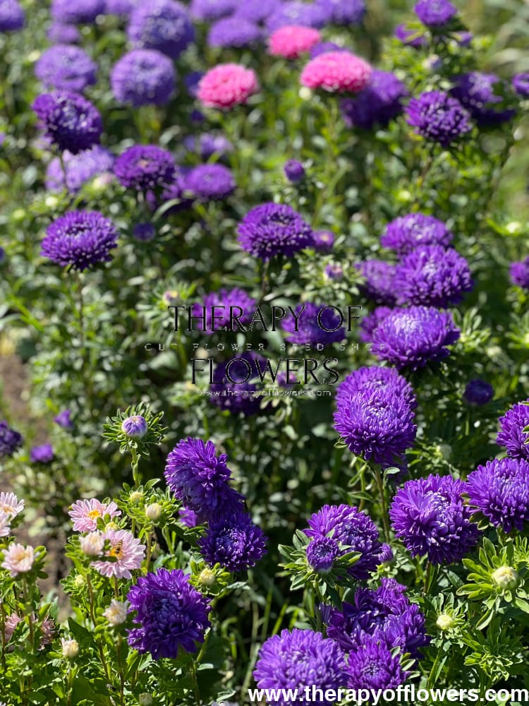 Aster Lady Coral® Dark Blue FS.
