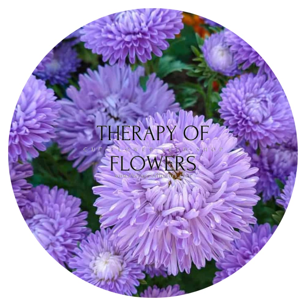 Aster Lady Coral® Light Blue