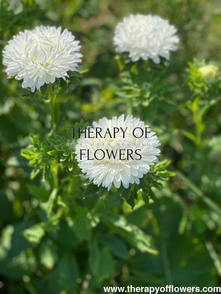 Aster Lady Coral® White | Callistephus chinensis