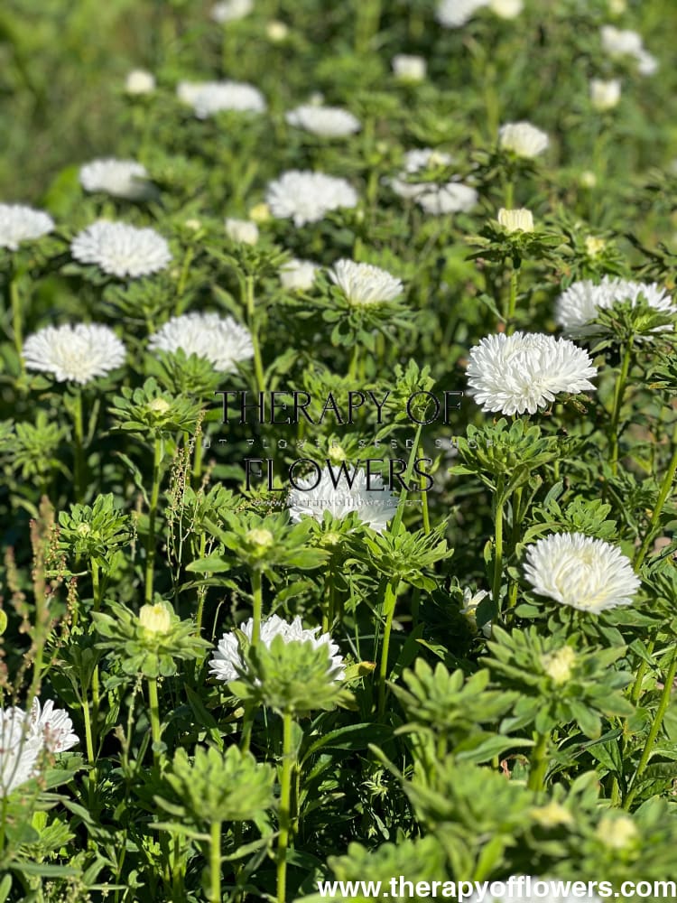 Aster Lady Coral® White | Callistephus chinensis therapyofflowers.com