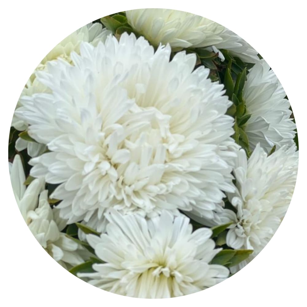 Aster Lady Coral® White