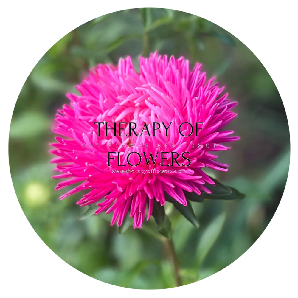 Aster NEW Syringa Terra-cotta.