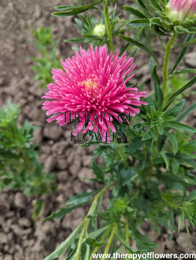 Aster Sea Starlet Light Rose therapyofflowers.com