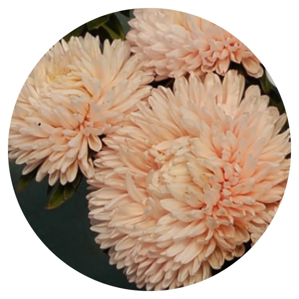 Aster Syringa Champagne.