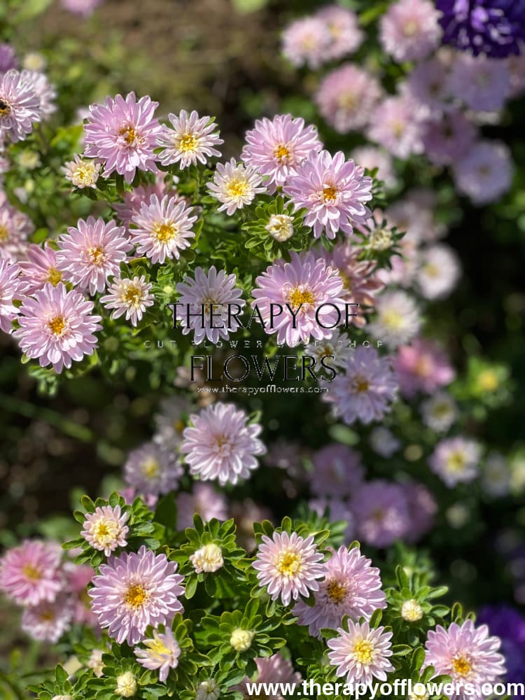 Aster Trobador Dusky Pink.