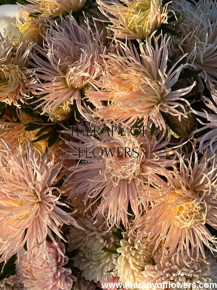 Aster Valkyrie Brünhilde, Chamois.