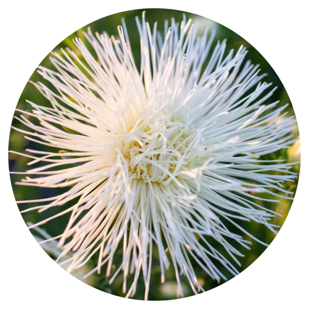 Aster Valkyrie Isolde, white.