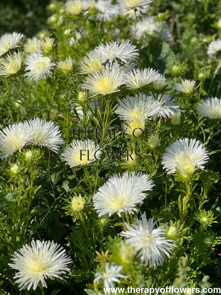Aster Valkyrie Isolde, white therapyofflowers.com