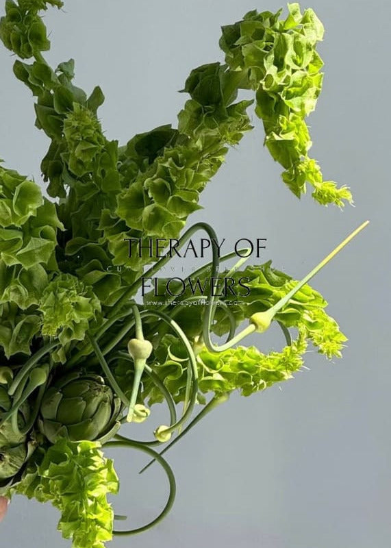 Bells of Ireland Moluccella laevis therapyofflowers.com