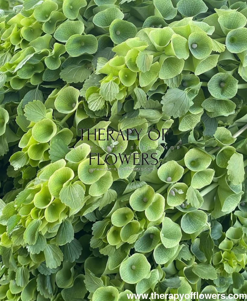 Bells of Ireland Moluccella laevis therapyofflowers.com