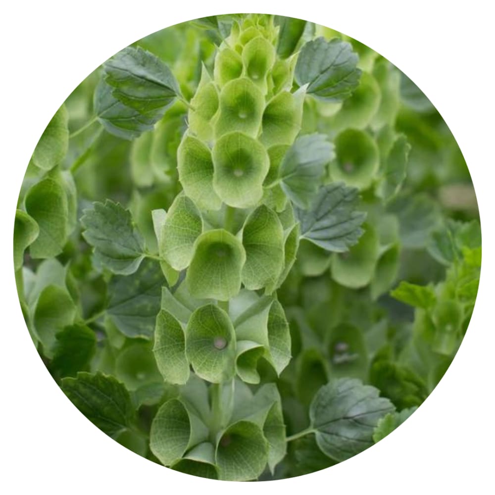 Bells of Ireland Moluccella laevis therapyofflowers.com